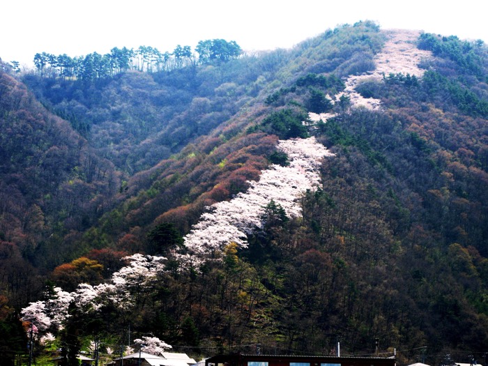光城山桜