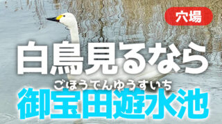 安曇野で白鳥を見るなら御宝田遊水池！水が超綺麗な小川も最高。